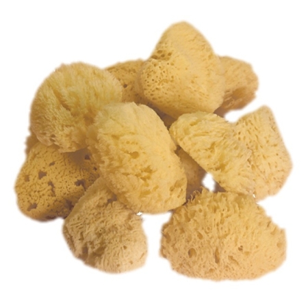 Gąbki poch.morkiego MARINE SPONGES X 12 szt.